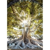 Изображение Foto glezna 50x70cm CLEAR TREE