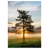 Изображение Foto glezna 50x70cm LONE TREE