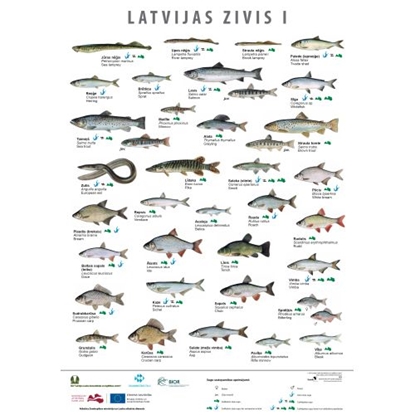 Attēls no Latvijas Zivis I