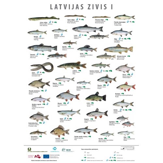 Изображение Latvijas Zivis I