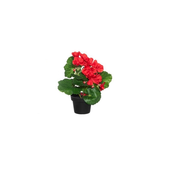 Изображение Mākslīgie ziedi 4Living Pelargonijas mini d8cm 3-krāsas