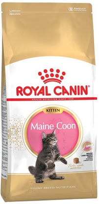 Attēls no ROYAL CANIN Maine Coon Kitten - sausas kačių maistas - 2 kg