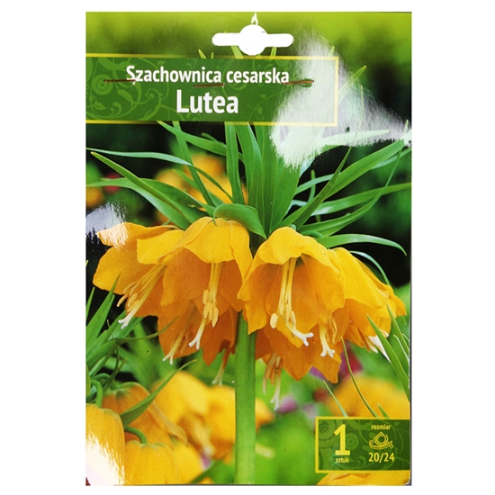 Picture of Sīpolpuķes Fritilārija Lutea