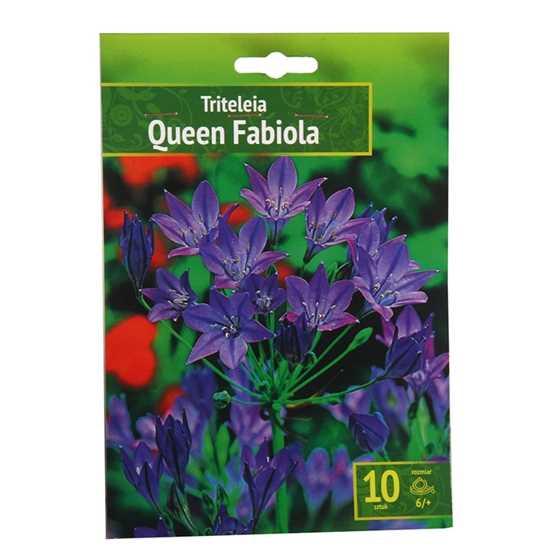 Picture of Sīpolpuķes Tritilērija Queen Fabiola 6 + 10gab