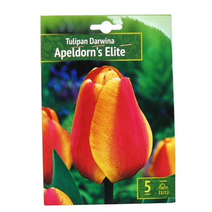 Изображение Sīpolpuķes Tulpes Apeldorns Elite 11/12 5gab.