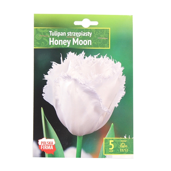 Изображение Sīpolpuķes Tulpes bārkšziedu Honey Moon 11/12 5gab.