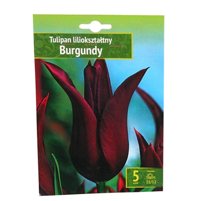 Изображение Sīpolpuķes Tulpes Burgundy 11/12 5gab.