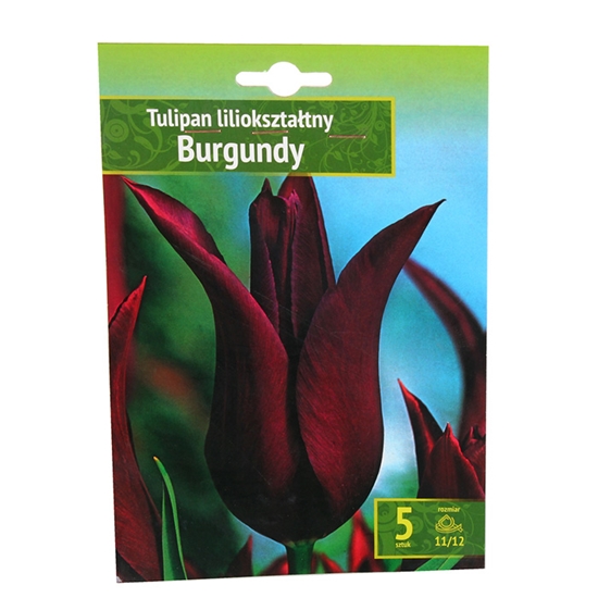 Изображение Sīpolpuķes Tulpes Burgundy 11/12 5gab.