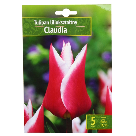 Изображение Sīpolpuķes Tulpes Claudia 11/12 5gab.