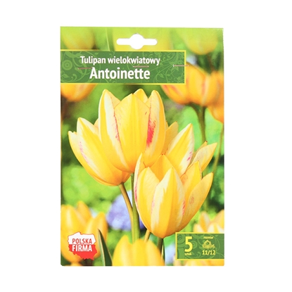 Изображение Sīpolpuķes Tulpes daudzziedu Antoinette 11/12