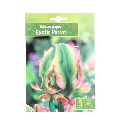 Изображение Sīpolpuķes Tulpes Exotic Parrot 11/12 5gab.