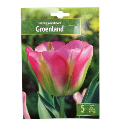 Изображение Sīpolpuķes Tulpes Groenland 11/12 5gab.