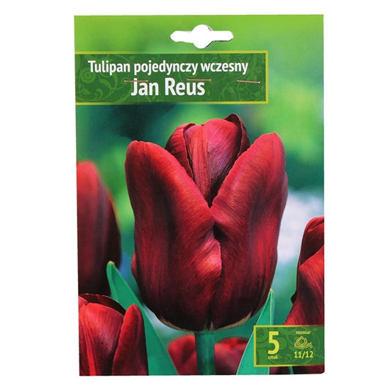 Изображение Sīpolpuķes Tulpes Jan Reus 11/12 5gab.