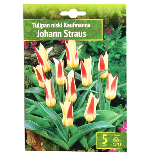 Изображение Sīpolpuķes Tulpes Johann Straus 10/11 5gab.