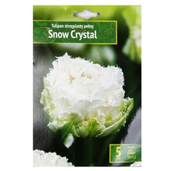 Изображение Sīpolpuķes Tulpes Snow Crystal 5gab.