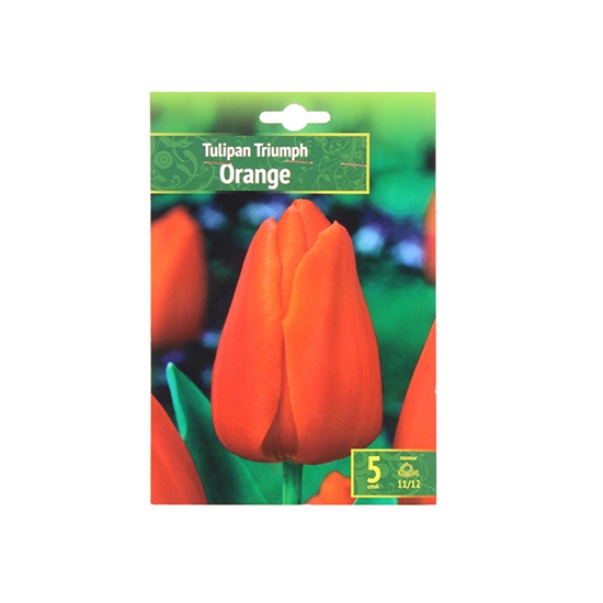 Picture of Sīpolpuķes Tulpes Triumfa oranžas