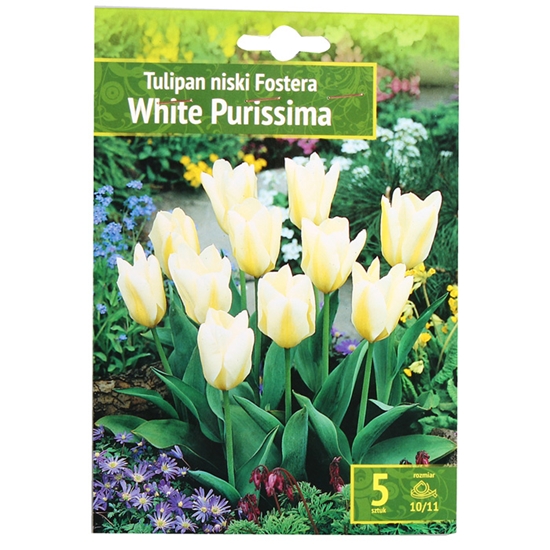 Изображение Sīpolpuķes Tulpes WHITE PURISSIMA 10/11 5gab.