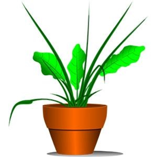 Изображение Telpaugs Aglaonema p13 (Aglonēmas)