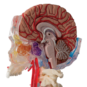 Picture for category Biology teaching supplies