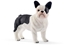 Picture of Figurka Schleich Francuski buldog (GXP-622484)