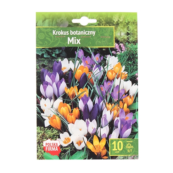 Picture of Sīpolpuķes Krokusi Botaniczny Mix 5/7 10gab.