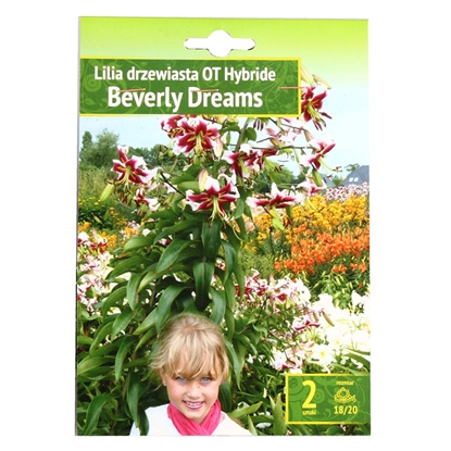 Attēls no Sīpolpuķes Lilijas Beverly Dream 18/20 2gab.