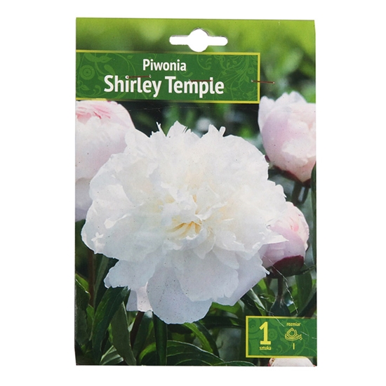 Изображение Sīpolpuķes Peonijas Shirley Temple 1gab