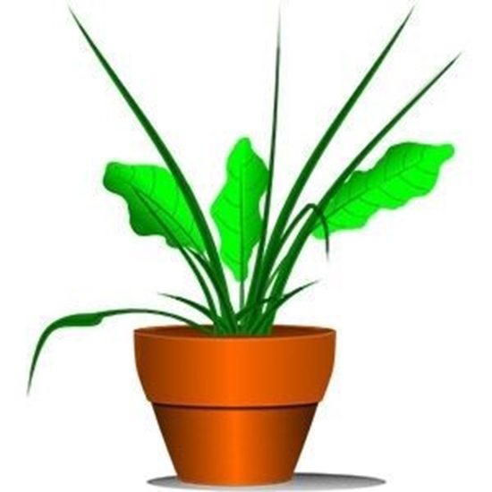 Picture of Telpaugs Dracena Bicolour 2pp (Dracēnas)