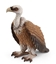 Attēls no Schleich Wild Life         14847 Vulture